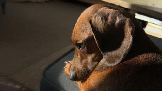 dog