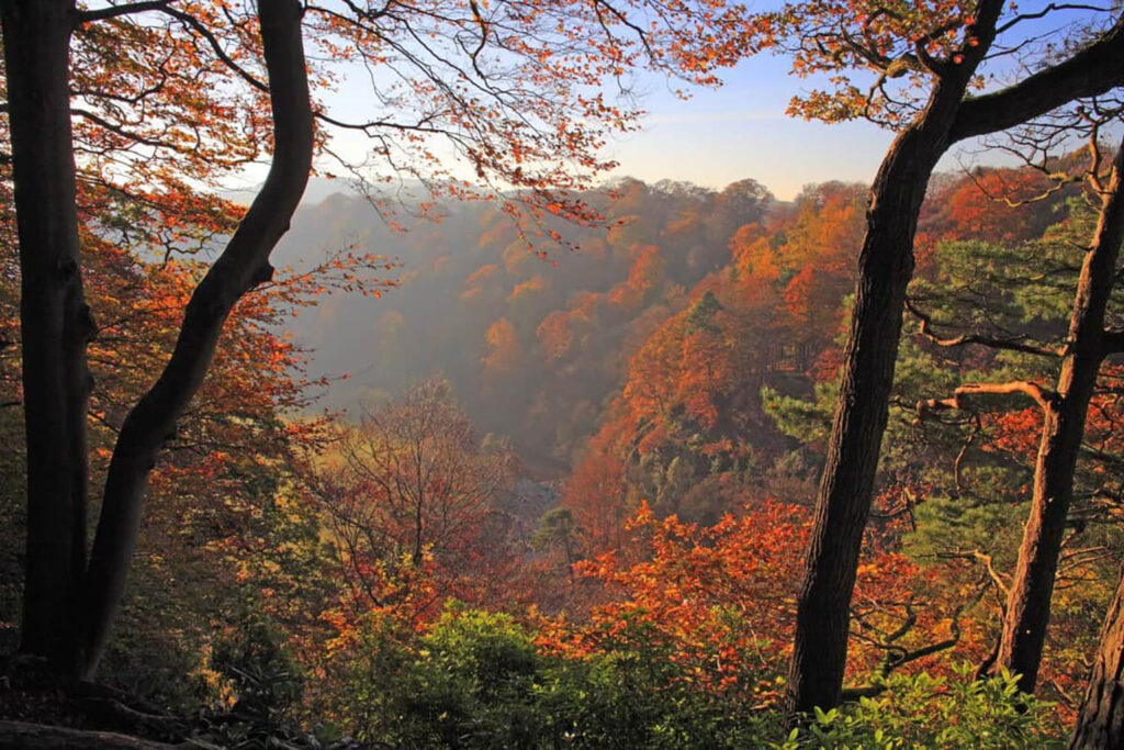 visiting hadrian's wall: a guide to every season. Autumn image by Roger Clegg A view down through mature autumn treest that are blazing with orange and red autumn colours.   